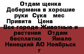 Отдам щенка Добермана в хорошие руки. Сука 5 мес. Привита › Цена ­ 5 000 - Все города Животные и растения » Отдам бесплатно   . Ямало-Ненецкий АО,Ноябрьск г.